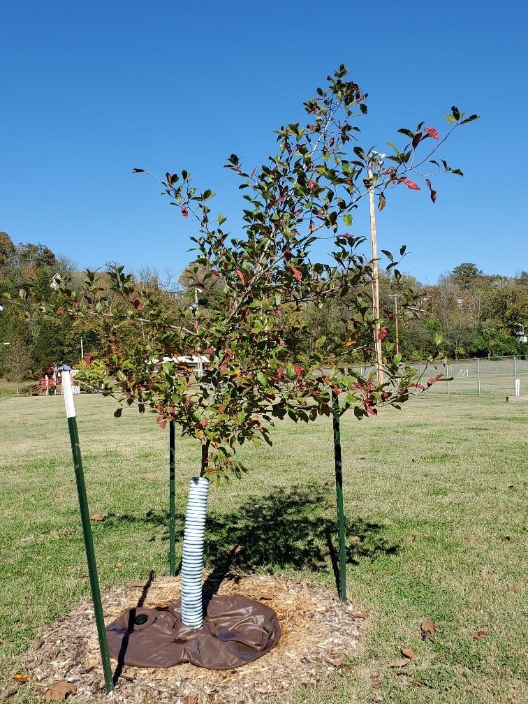 Memorial Tree