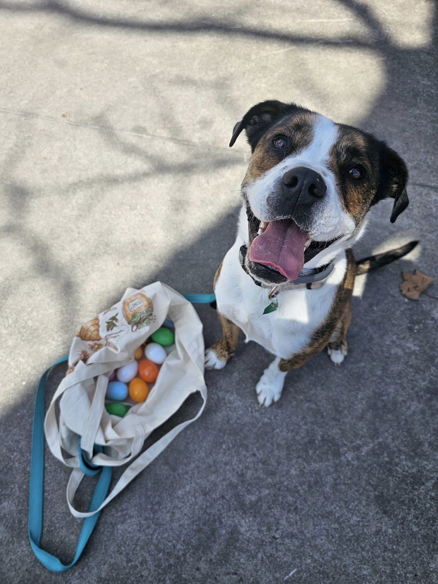 Doggie Easter Egg Hunt